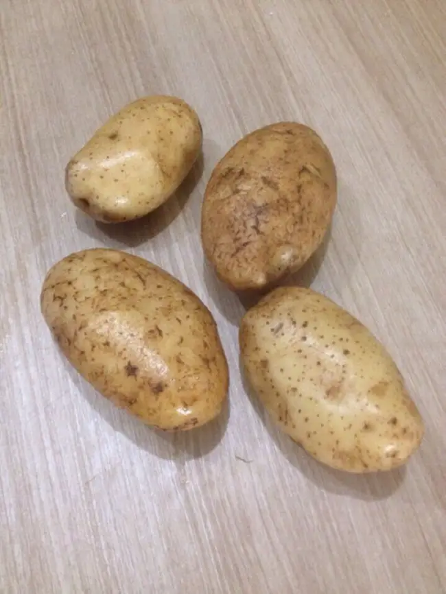 Описание сорта картофеля Янка