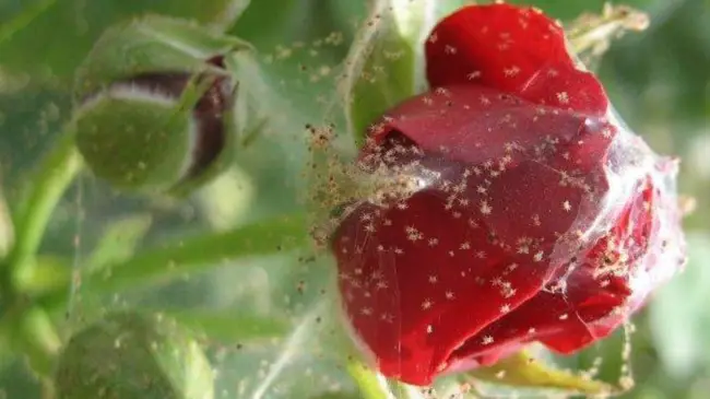 Сорта роз, устойчивые к паутинному клещу