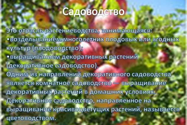 Заключение диссертации по теме «Плодоводство, виноградарство», Колесников, Сергей Александрович