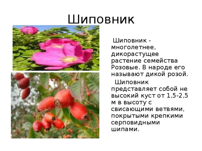 Описание растения