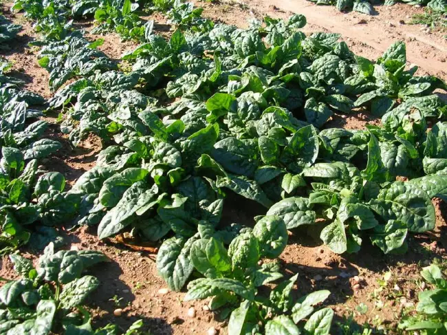 Агротехника шпината - посадка, выращивание и уход