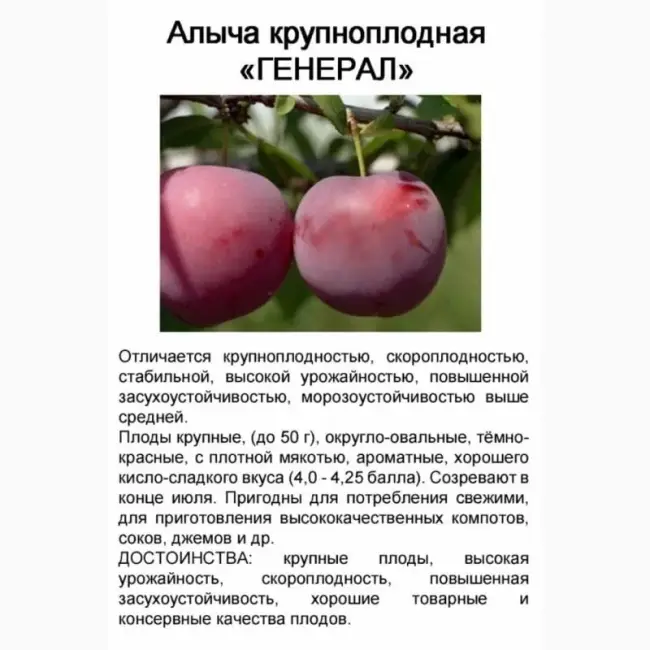 Описание плодов сливы сорта «Красносельская»