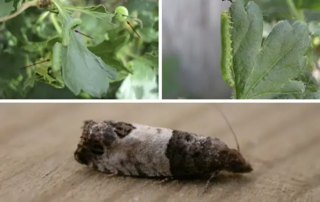 Причины развития почковой смородинной моли на кустах черной смородины
