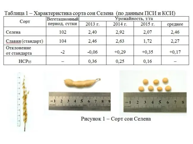 Описание и характеристика сортов сои в России и в мире, ультраскороспелые и высокоурожайные