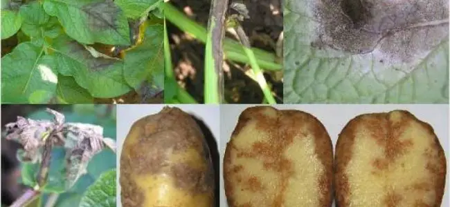 Признаки фитофтороза картофеля