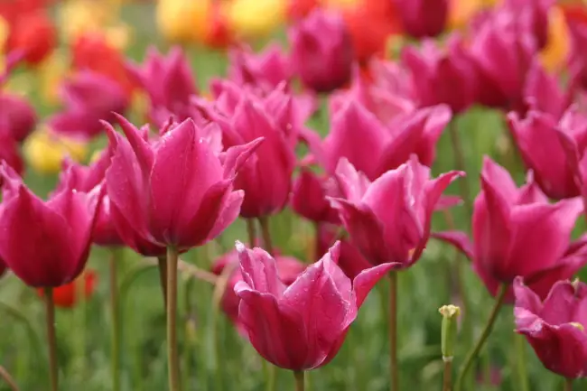 Лилиецветные тюльпаны общее описание.