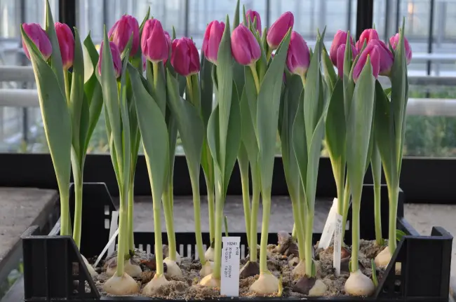 Выращивание и размножение тюльпанов