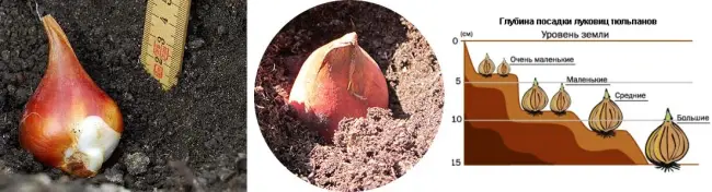 Как правильно осуществляется посадка тюльпанов весной в грунт или осенью