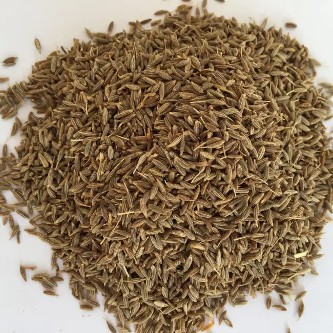 Выращивание тмина из семян Посадка и уход в открытом грунте Полезные свойства тмина