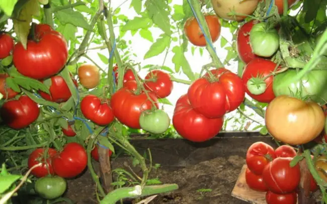 Посадка томатов в теплице