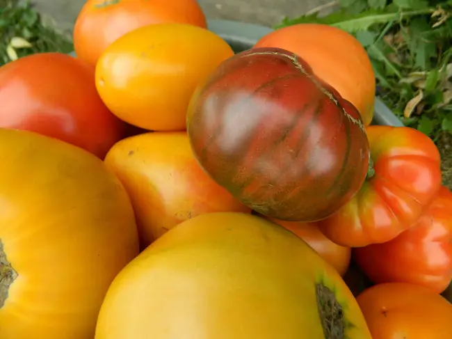 Отзывы на томат Амана оранж