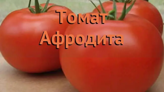 Особенности выращивания помидоров Афродита, посадка и уход