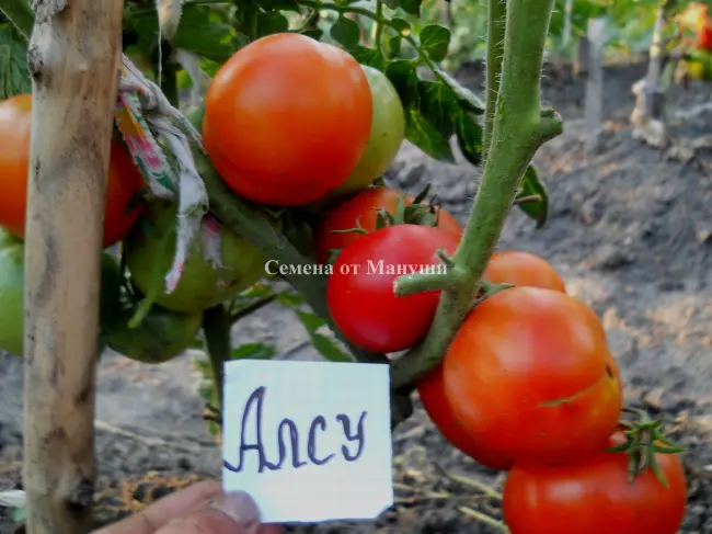 Сбор, использование и хранение сорта томата Алсу