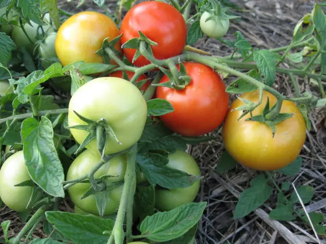 Особенности выращивания помидоров Взрыв, посадка и уход