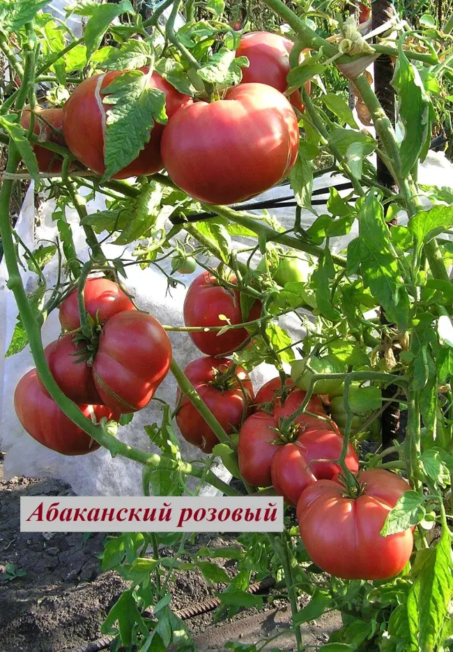 Описание и характеристика томата Абаканский розовый, отзывы, фото