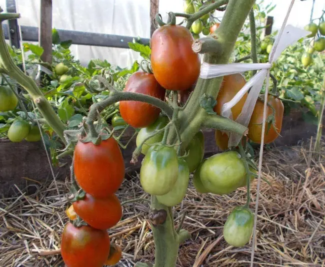 Посадка и выращивание томатов сорта Де барао черный