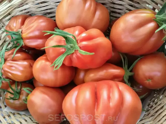 Особенности выращивания томата Кубышка, посадка и уход