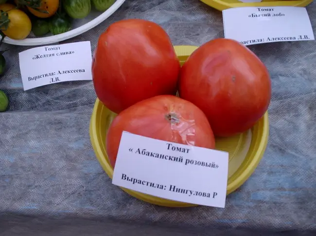 Особенности выращивания помидоров Лентяйка, посадка и уход