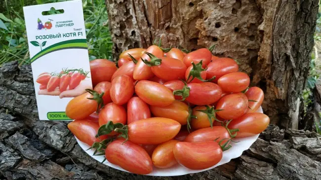 Характеристика и описание томатного гибрида Котя