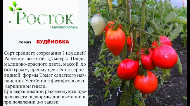 Описание и характеристика сорта томата Буденовка, отзывы, фото