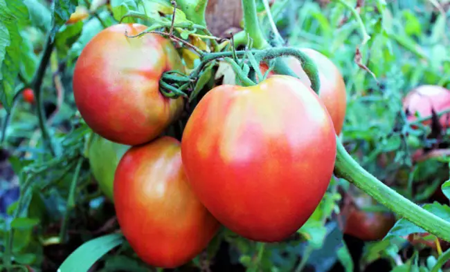 Описание и характеристика сорта томата Любимый праздник, отзывы, фото