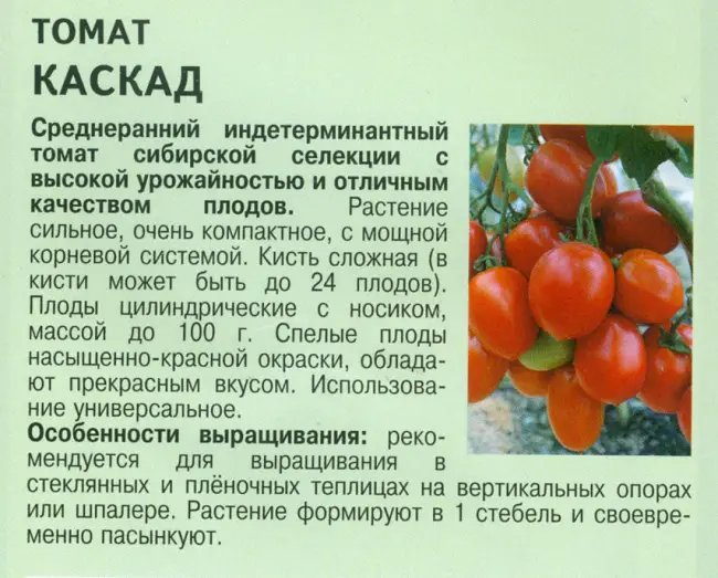 Особенности выращивания помидоров Акулина, посадка и уход