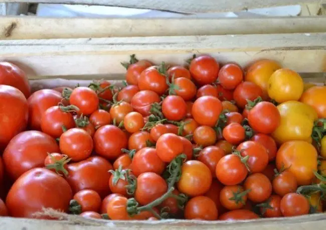 Сбор томатов на хранение