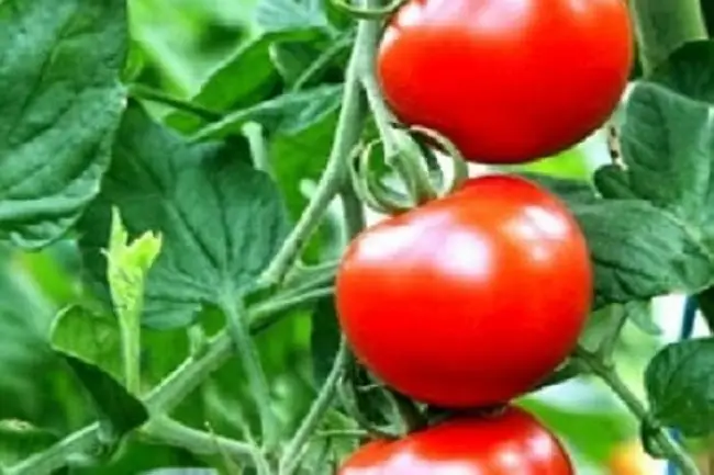 Сорт помидор изобильный описание и фото
