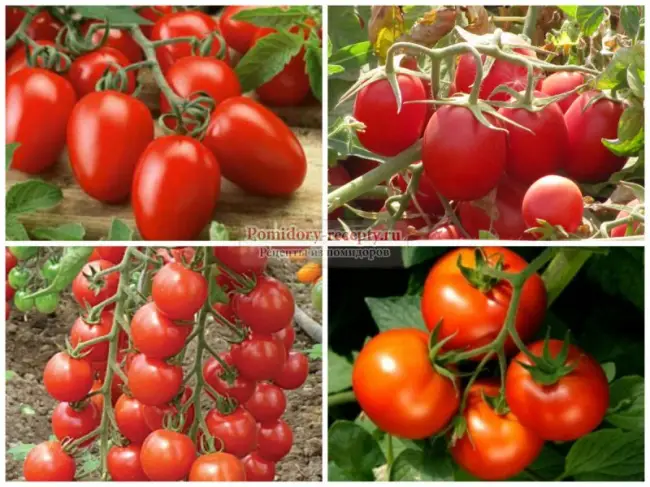 Посадка ранних сортов томатов в открытый грунт