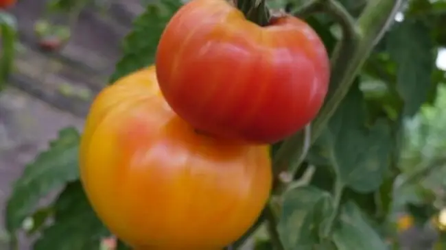 Отзывы о выращивании гибрида томата Диво