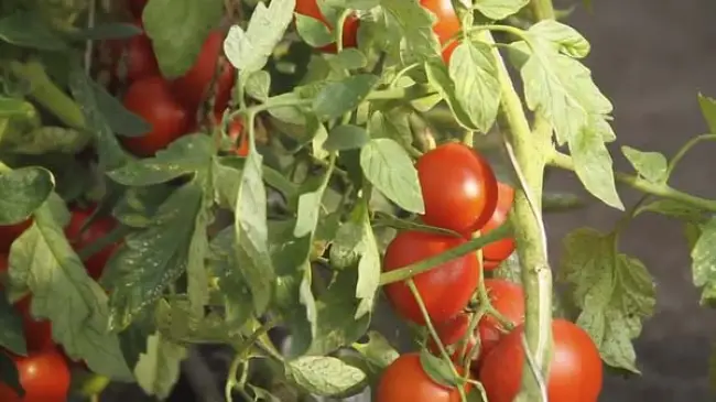 Особенности выращивания помидоров Красная стрела, посадка и уход