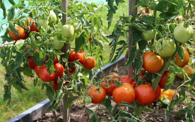 Выращивание и уход за ранними помидорами