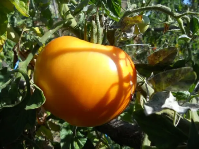 Характеристика плодов помидора