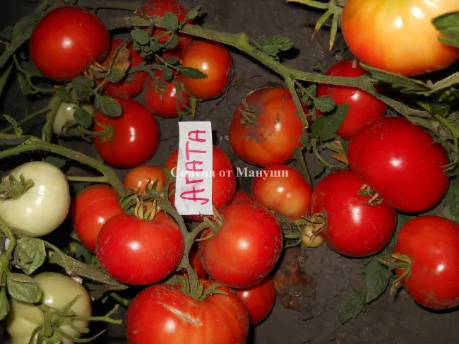 Хранение и использование томатов сорта Агата