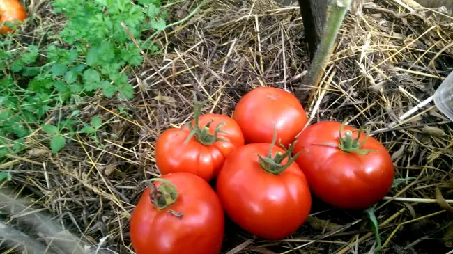 Особенности выращивания, посадка и уход томатов сорта Подснежник