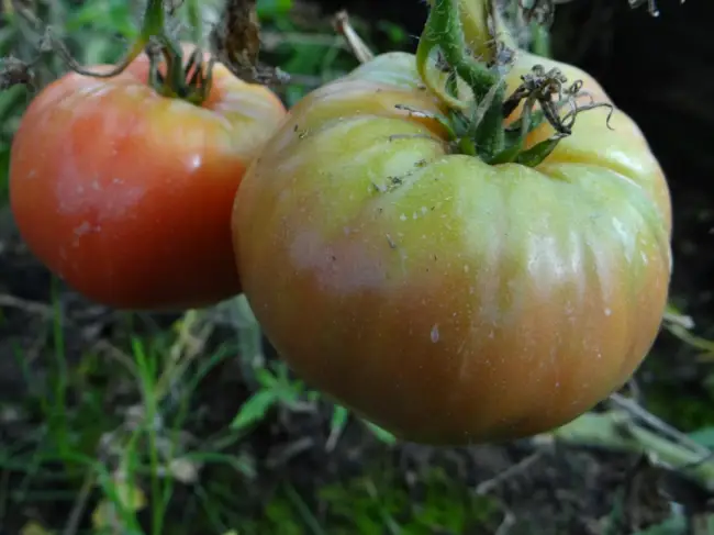 Характеристика и описание сорта томатов Бийская роза и Бийский розан