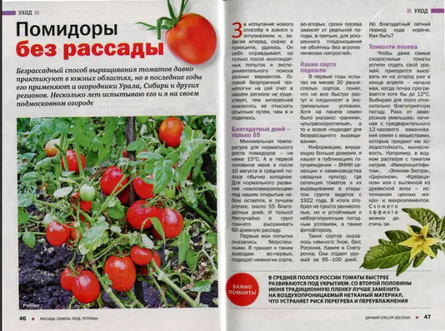 Особенности выращивания и ухода за томатами в средней полосе России