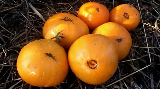 Особенности, плюсы и минусы крупноплодных помидоров