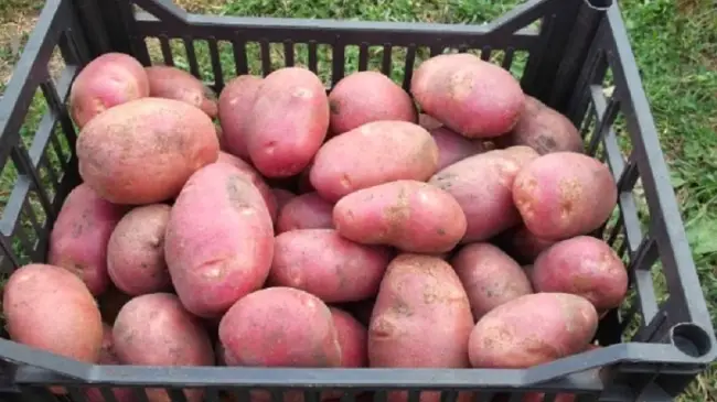 Посадка картофеля Рябинушка