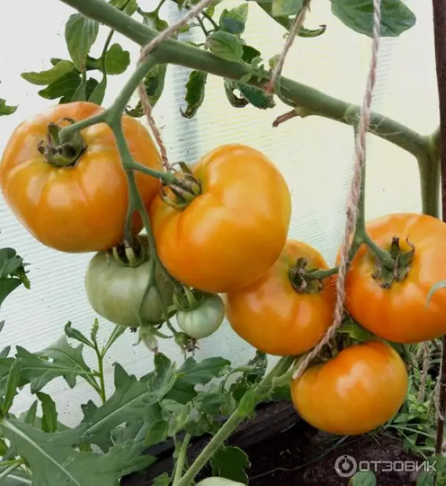 Особенности выращивания томата Хурма, посадка и уход
