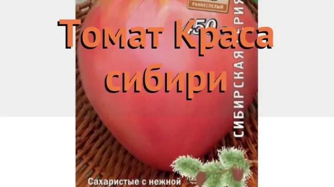 Характеристика томата Краса Сибири