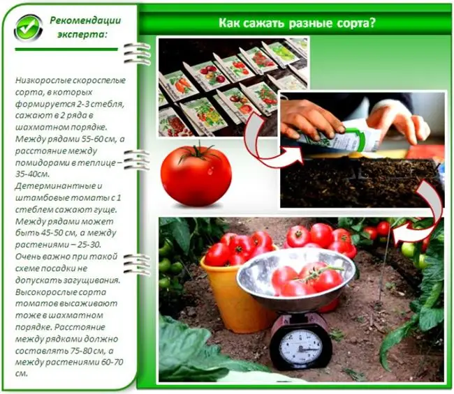 Получение рассады и уход за помидорами