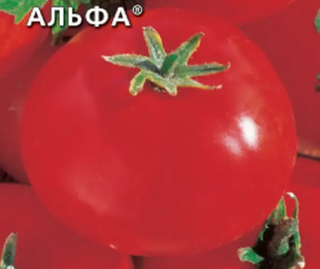 Описание и характеристика сорта томата Альфа