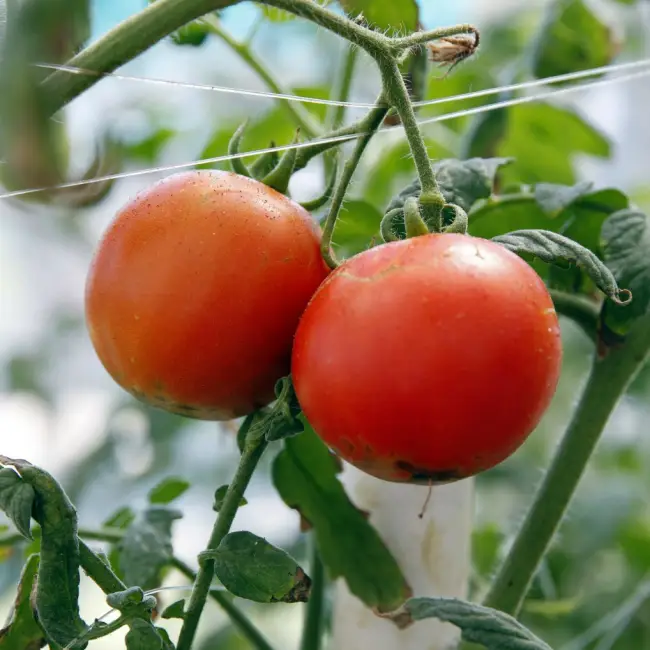 Размножение томатов ранняя девочка (Early Girl)