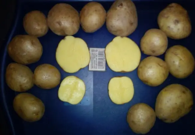 Описание сорта картофеля Венета