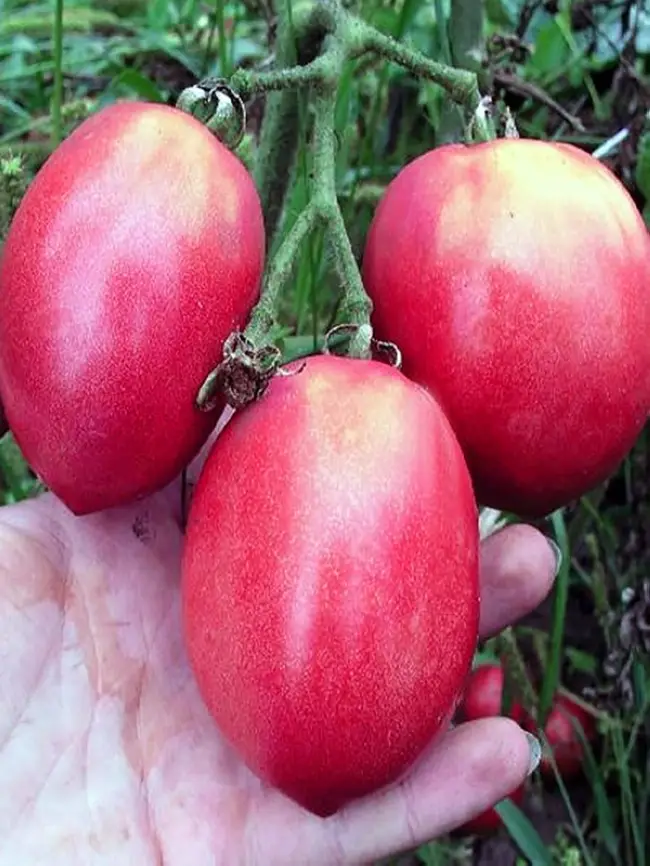 Особенности выращивания помидоров Розовый фламинго, посадка и уход