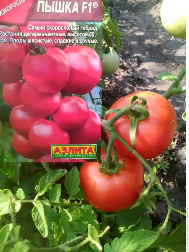Посадка и выращивание томатов