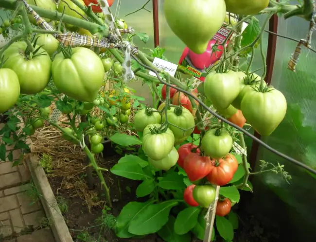 Уход за томатами на постоянном месте выращивания