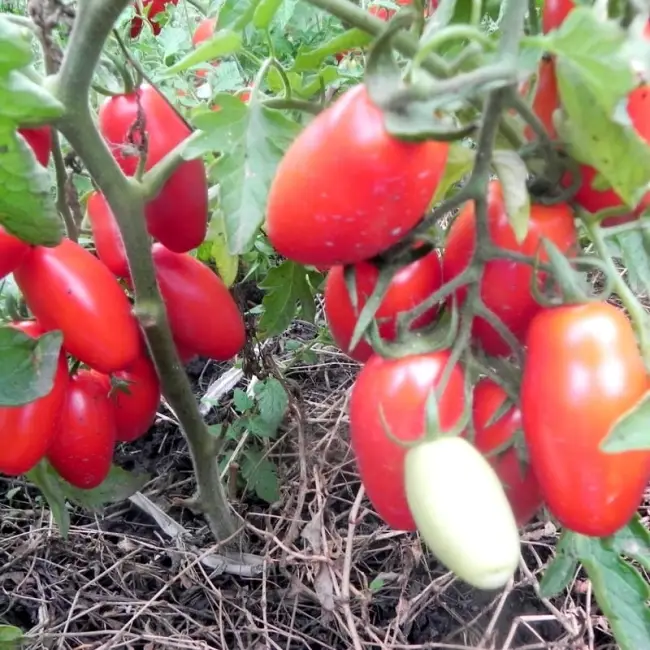 Томат Красный клык описание и характеристика сорта отзывы садоводов с фото