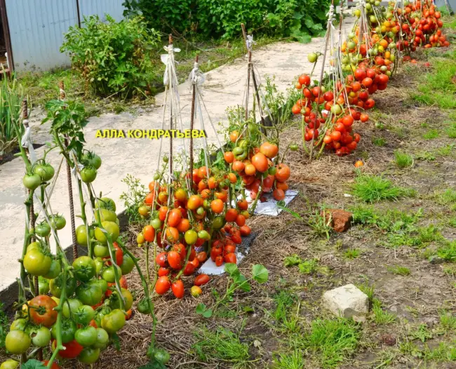 Посадка томатов в грунт неужто теплицу